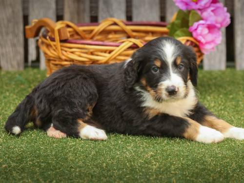 Scott at 5 weeks old