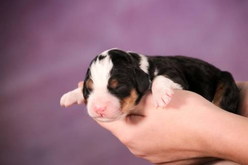 Seymore at 3 days old