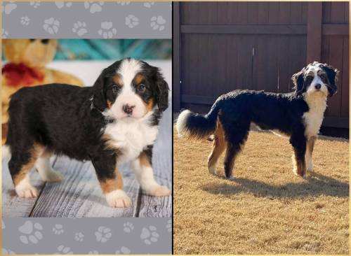 Seymore at 5 weeks old and at 12 months old