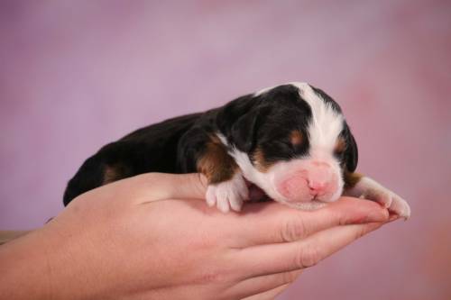 Sherlyn at 3 days old