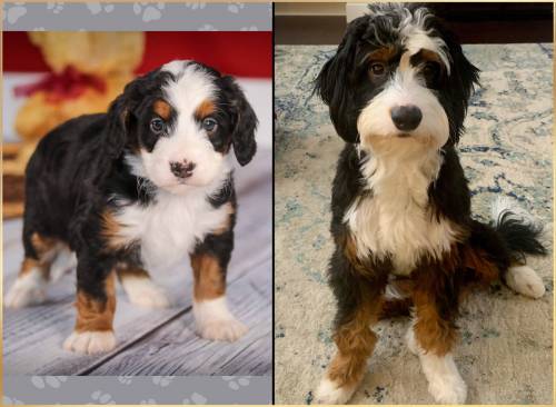 Sherlyn at 5 weeks old and at 12 months old