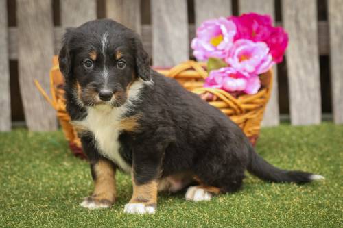 Shannon at 5 weeks old