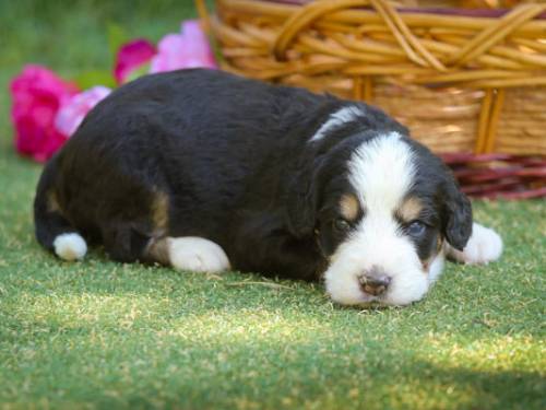 Randall at 3 weeks old