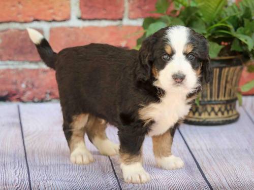 Randall at 5 weeks old