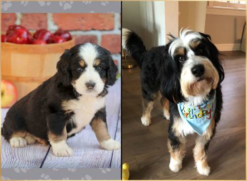Randall at 5 weeks old and at 24 months old
