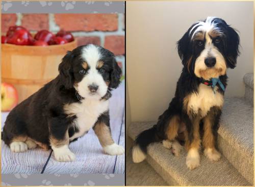 Randall at 5 weeks old and at 16 months old