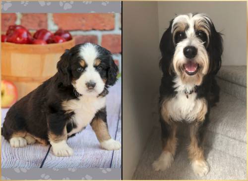 Randall at 5 weeks old and at 24 months old