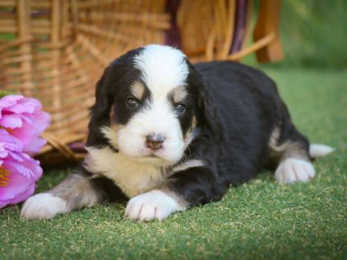 Russel at 3 weeks old