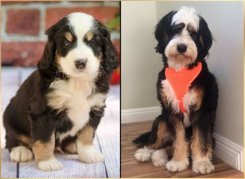 Russel at 5 weeks old and at 12 months old