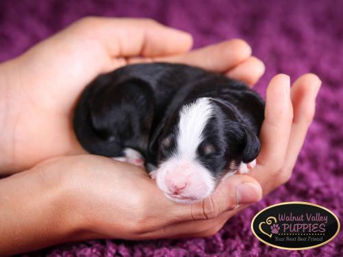 Elvis at 3 days old