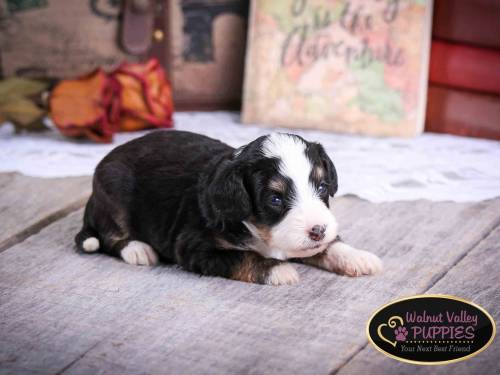 Elvis at 3 weeks old