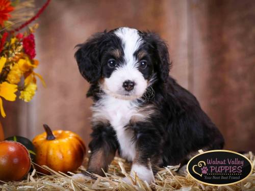 Elvis at 5 weeks old