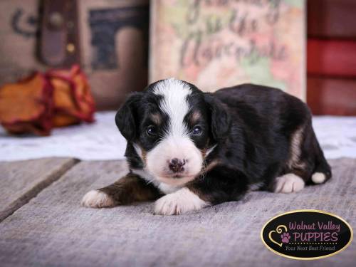 Elvis at 3 weeks old