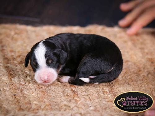 Elvis at 3 days old