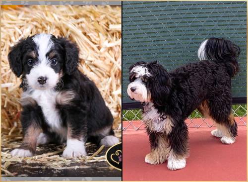 Elvis at 5 weeks old and at 1 year old