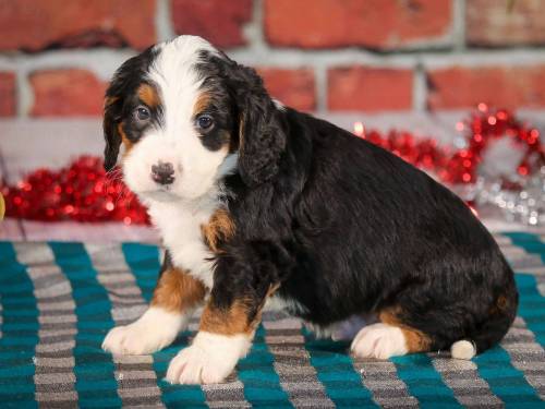 Shade at 5 weeks old