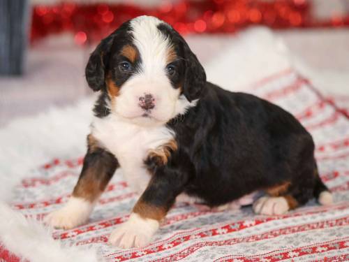 Shade at 3 weeks old