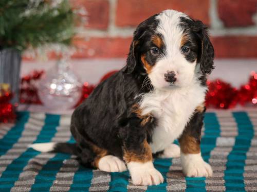 Shade at 5 weeks old