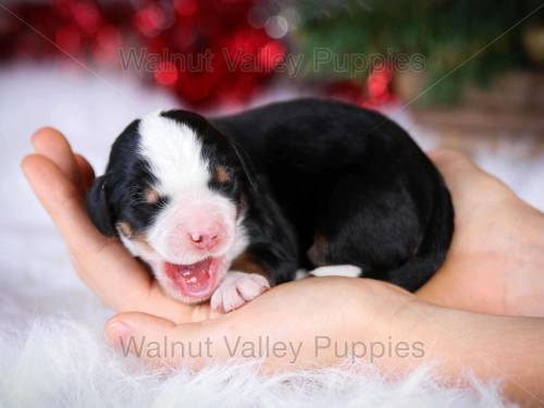 Jackson at 3 days old