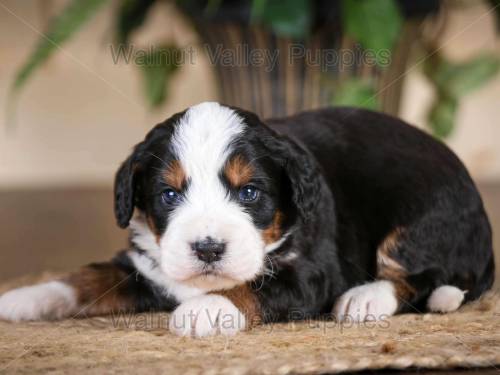 Jackson at 3 weeks old