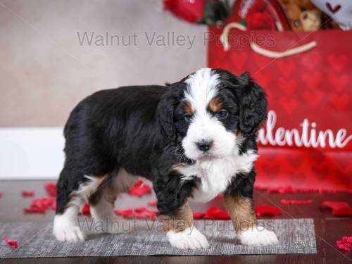 Jackson at 5 weeks old