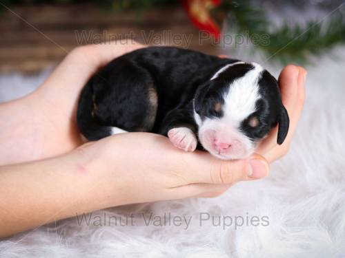 Jewel at 3 days old