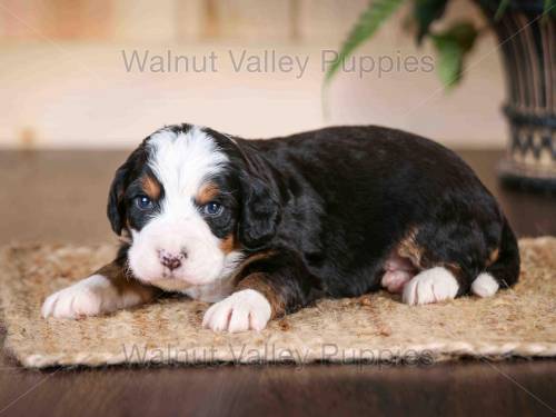 Jimbo at 3 weeks old