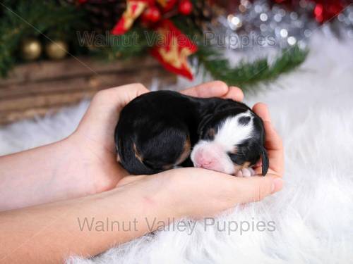 Joy at 3 days old