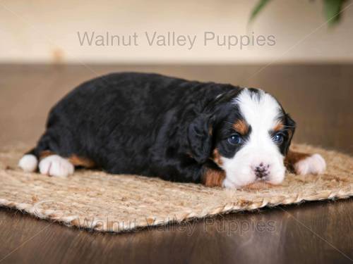 Joy at 3 weeks old