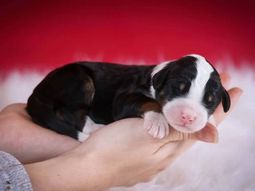 Larson at 3 days old