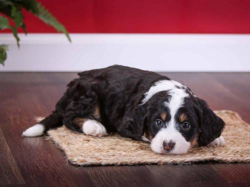 Larson at 5 weeks old