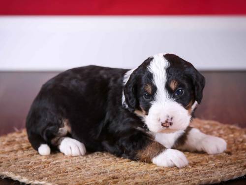 Larson at 3 weeks old