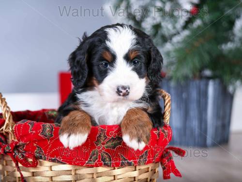 Hannah at 5 weeks old