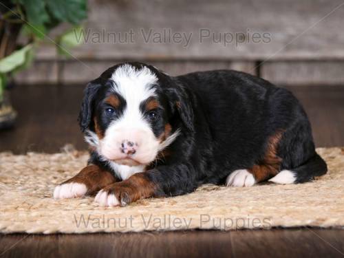 Hannah at 3 weeks old