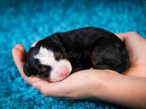 Hannah at 3 days old