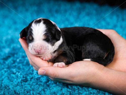 Heather at 3 days old