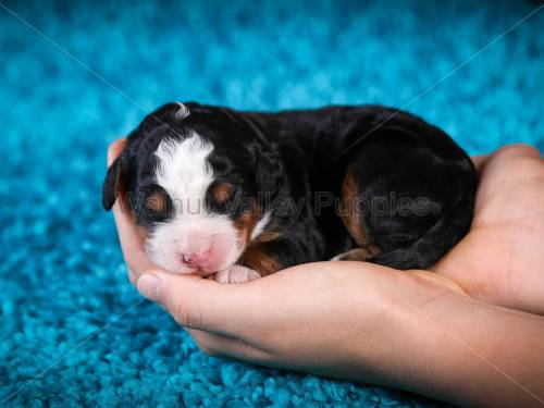 Heidi at 3 days old