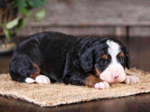 Hope at 3 weeks old