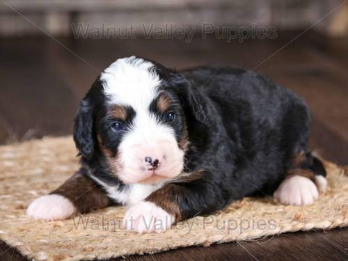 Hudson at 3 weeks old