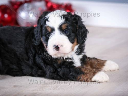 Hudson at 5 weeks old