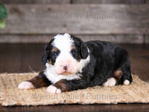 Hunter at 3 weeks old