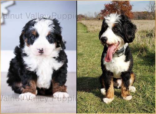 Hunter at 5 weeks old and at 12 months old