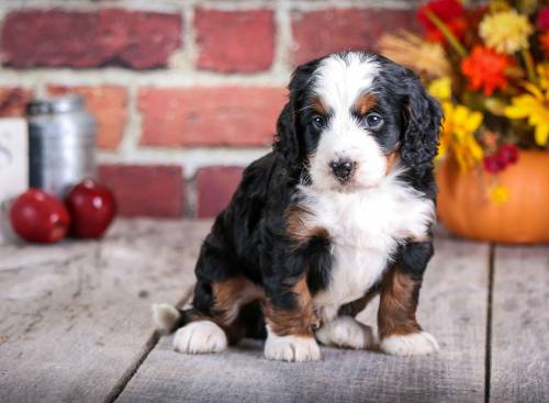 Alex at 5 weeks old