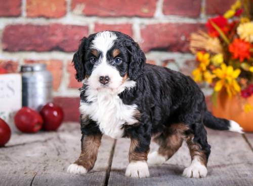 Angel at 5 weeks old