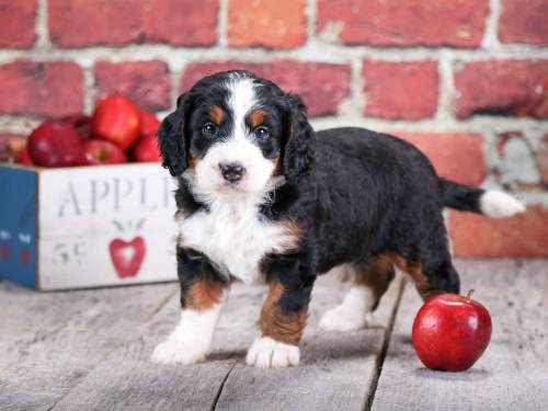 Angie at 5 weeks old