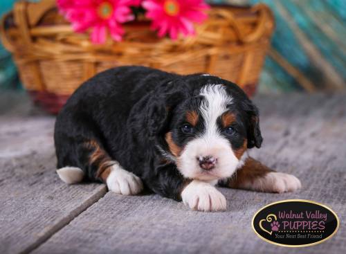 Angie at 3 weeks old