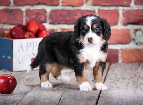 Arlo at 5 weeks old