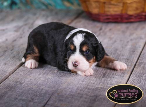 Arlo at 3 weeks old