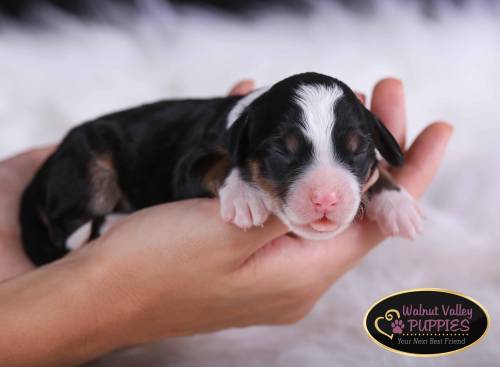 Arlo at 3 days old