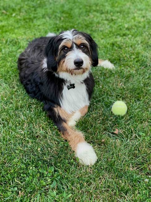 Arlo at 12 months old